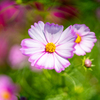 コスモス
