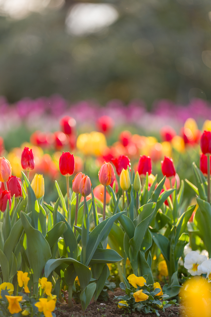チューリップ⑤