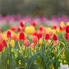 チューリップ⑤