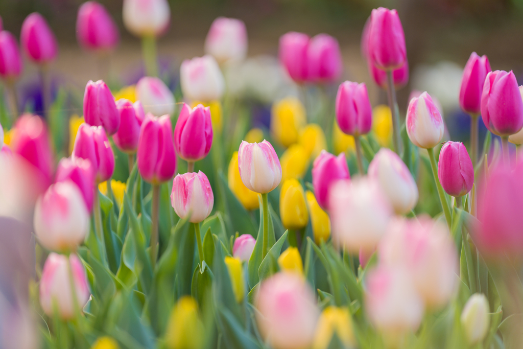 チューリップ②