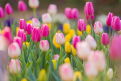 チューリップ②