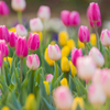 チューリップ②
