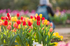 チューリップ④