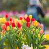 チューリップ④