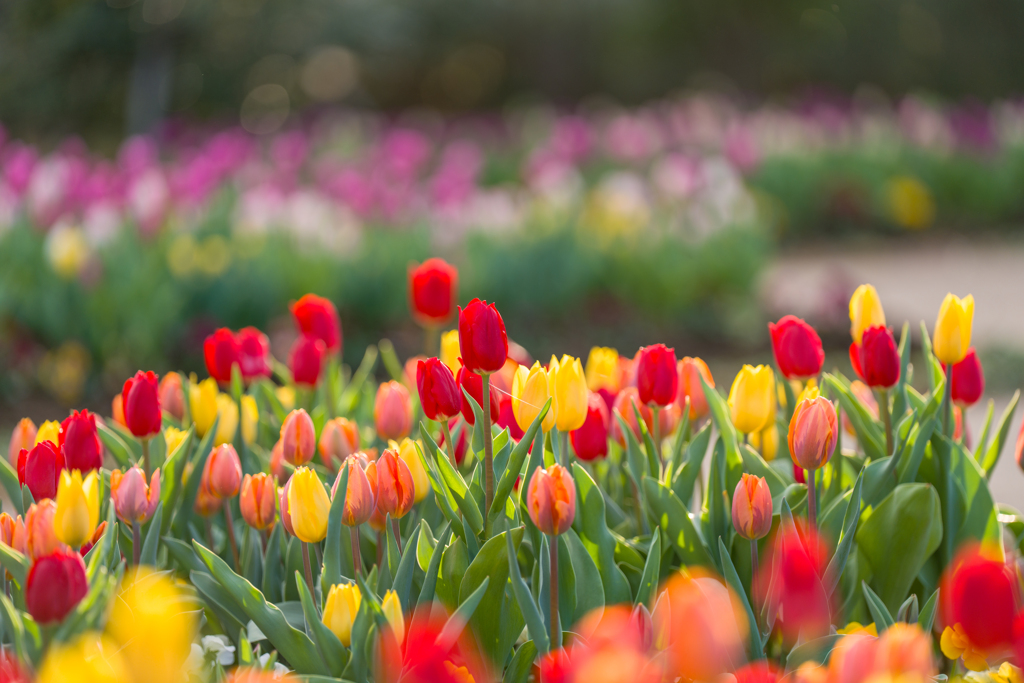 チューリップ⑥