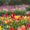 チューリップ⑥