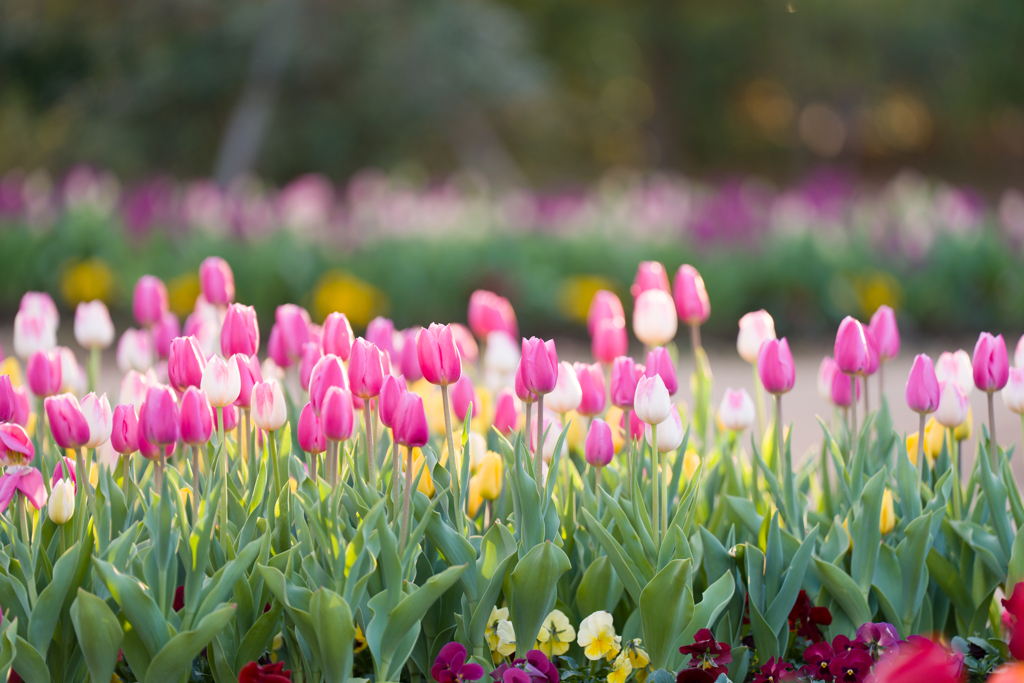 チューリップ⑦