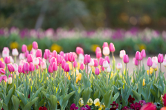 チューリップ⑦