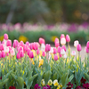 チューリップ⑦