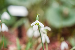 スノードロップ③