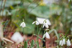 スノードロップ②