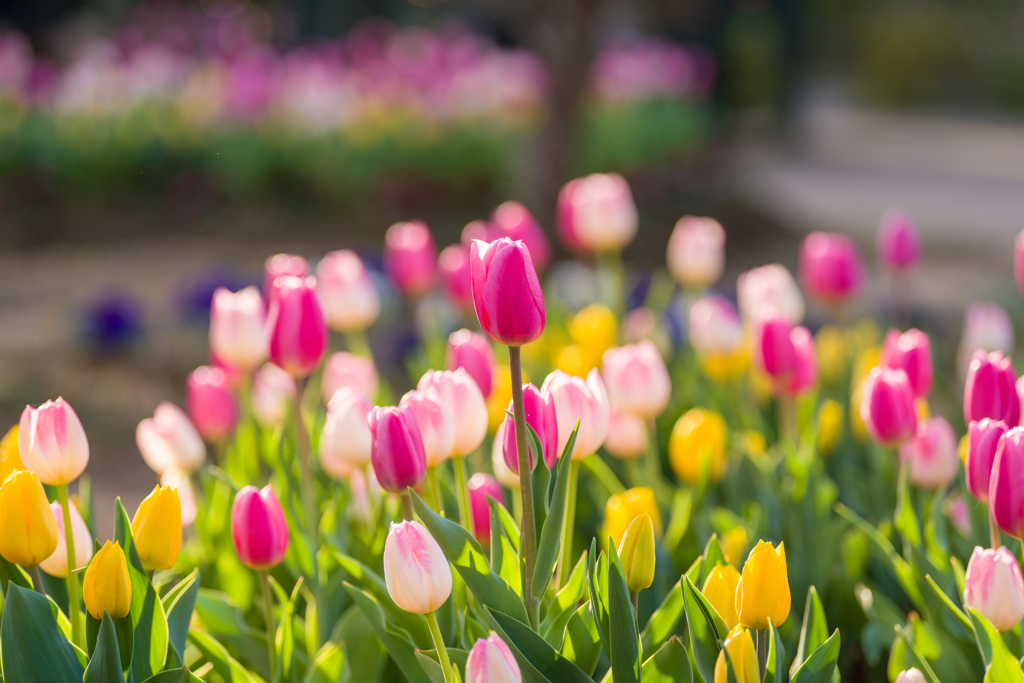 チューリップ①