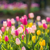 チューリップ①
