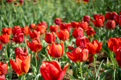 チューリップ