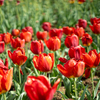 チューリップ