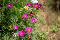 コスモス
