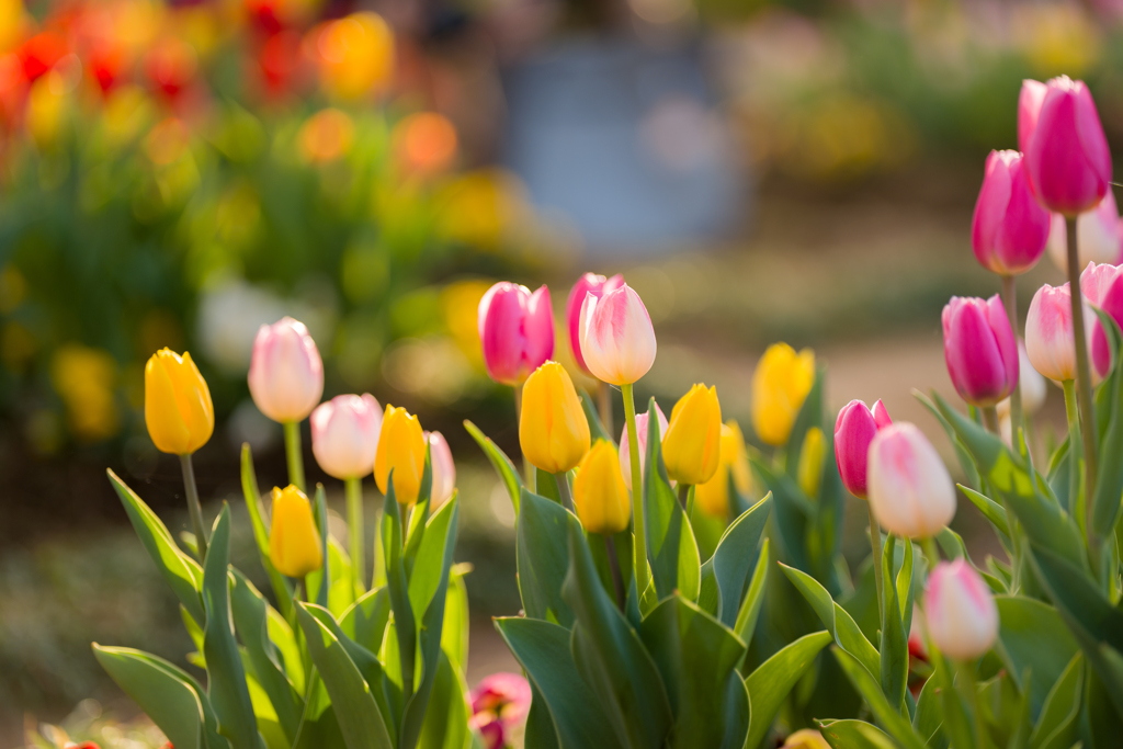 チューリップ③