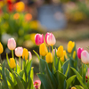 チューリップ③
