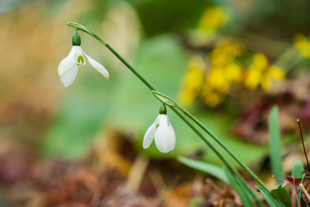 スノードロップ①