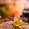 ぼっち落ち葉