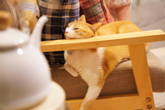 ストーブの前で猫溶けた