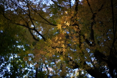 天然スポットライト