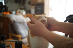 朝からほぐされる猫