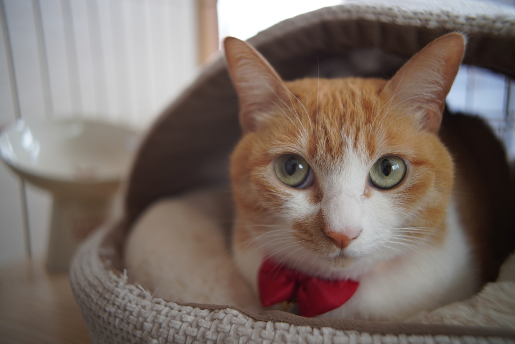 今日の在宅勤務監視係さん