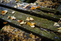 秋もじきに終わる