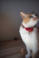 うちのツンデレさん