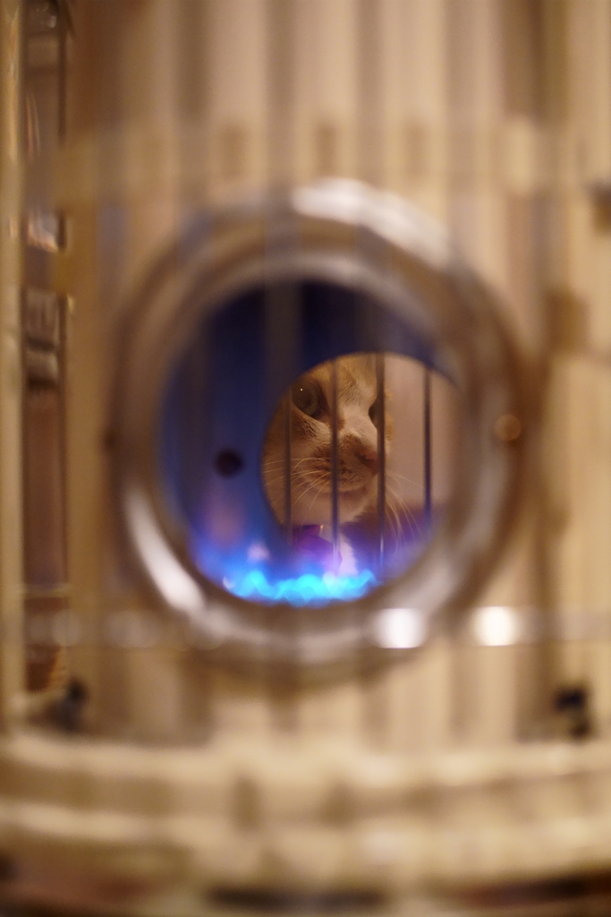 ストーブ越しのねこ