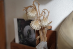 ドライフラワー