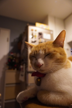 かわいいって言われた時にする顔