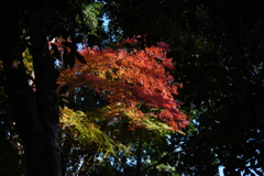 燃えるような赤