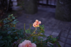 迎賓館に咲く薔薇