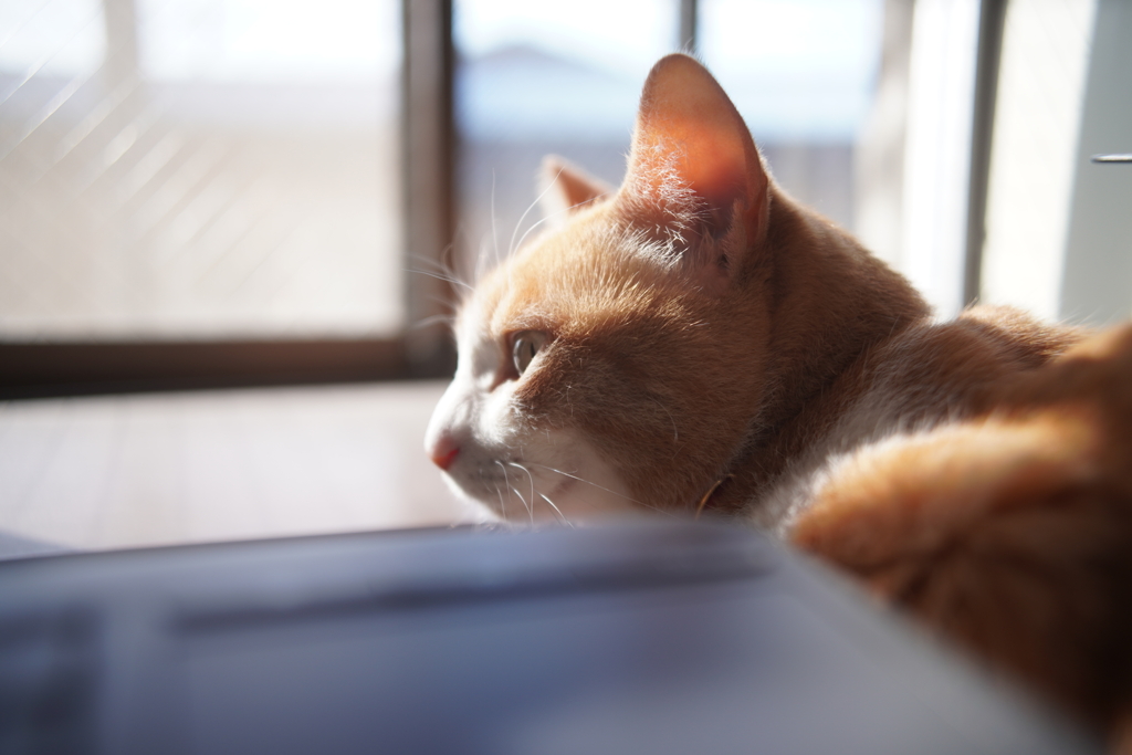 今日の在宅勤務監視係さん