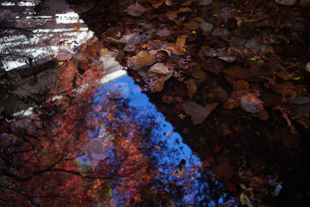 落ちてもなお美しい