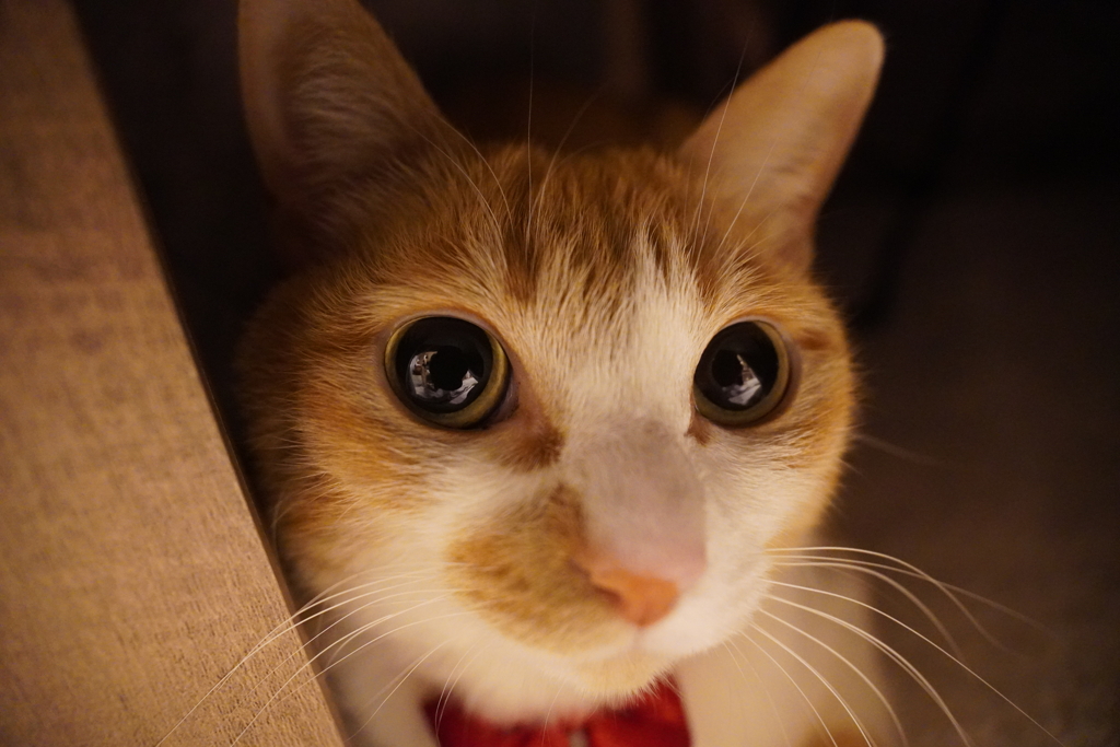 寄れる！（ニューレンズ試撮り）