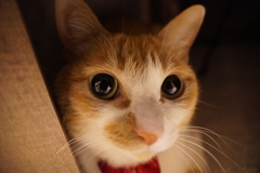 寄れる！（ニューレンズ試撮り）