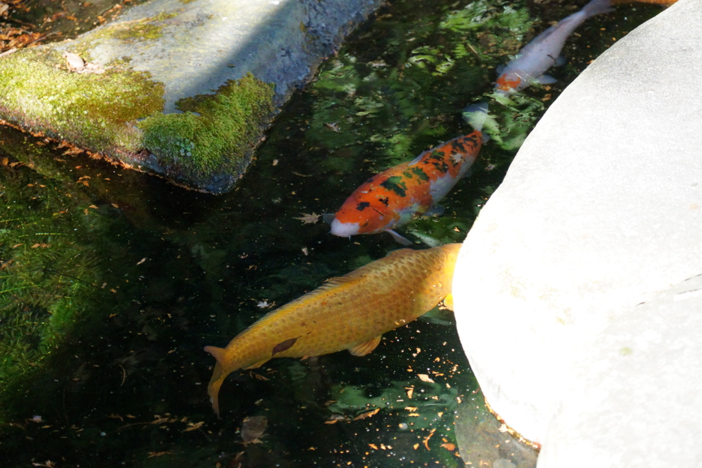 鯉のすれ違い