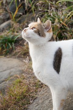 ちゅーるまだ持ってるんでしょ？