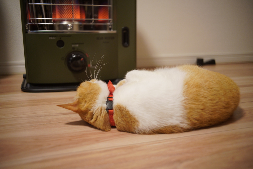 ストーブの前に落ちてる毛玉