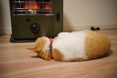 ストーブの前に落ちてる毛玉