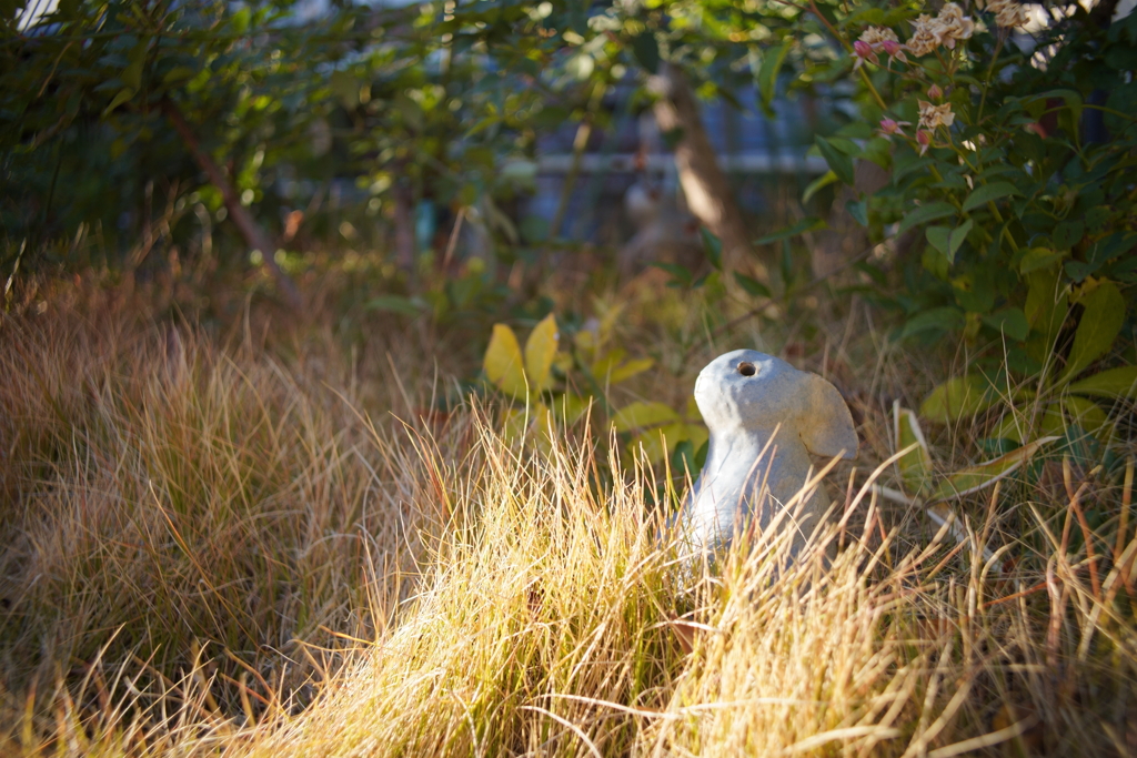 野うさぎさんの憂鬱