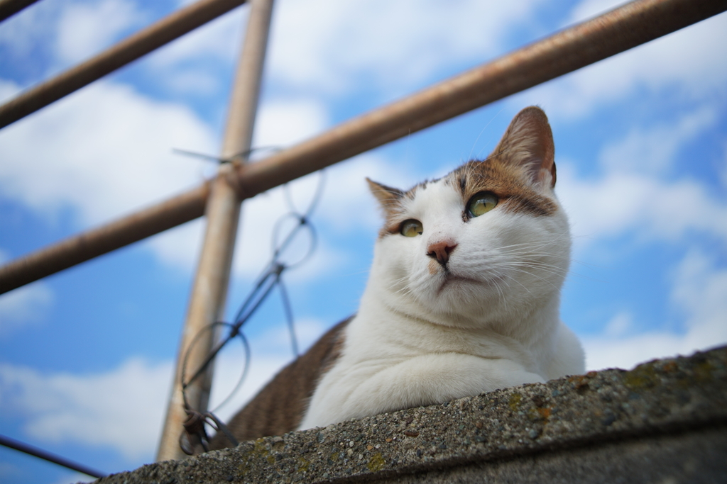 海辺の猫はたくましい