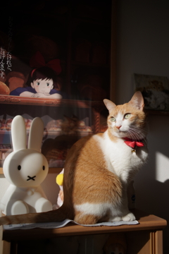 朝日を浴びる猫