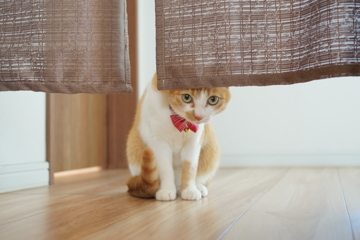 お、大将、今やってる？