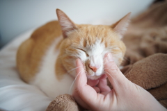 もてあそばれる猫