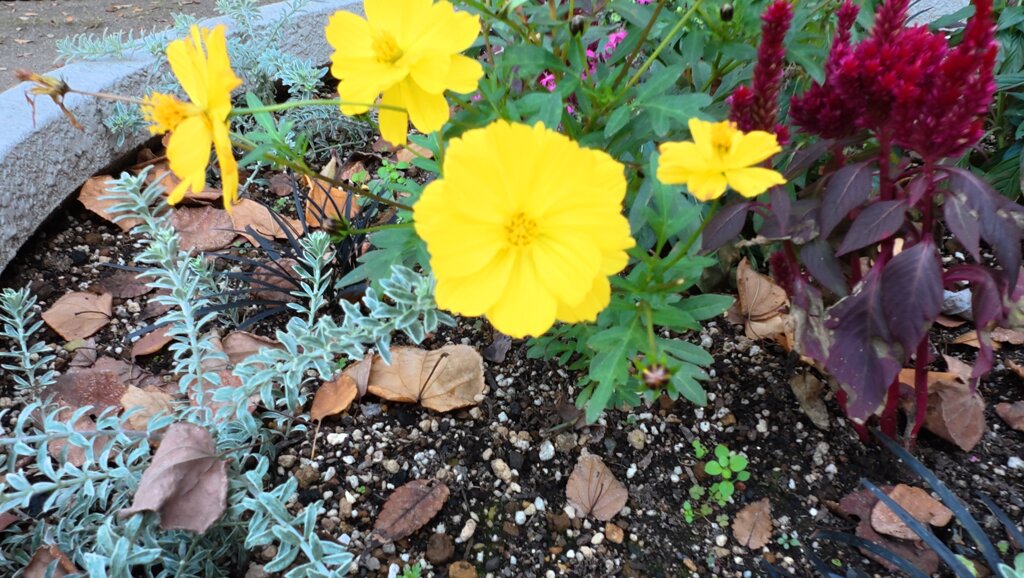 dji_mimo_20251116_150310_20251116150310_