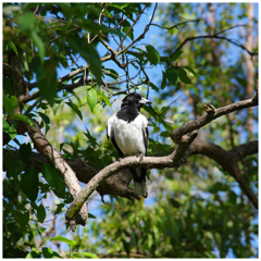 ピエドブッチャーバード